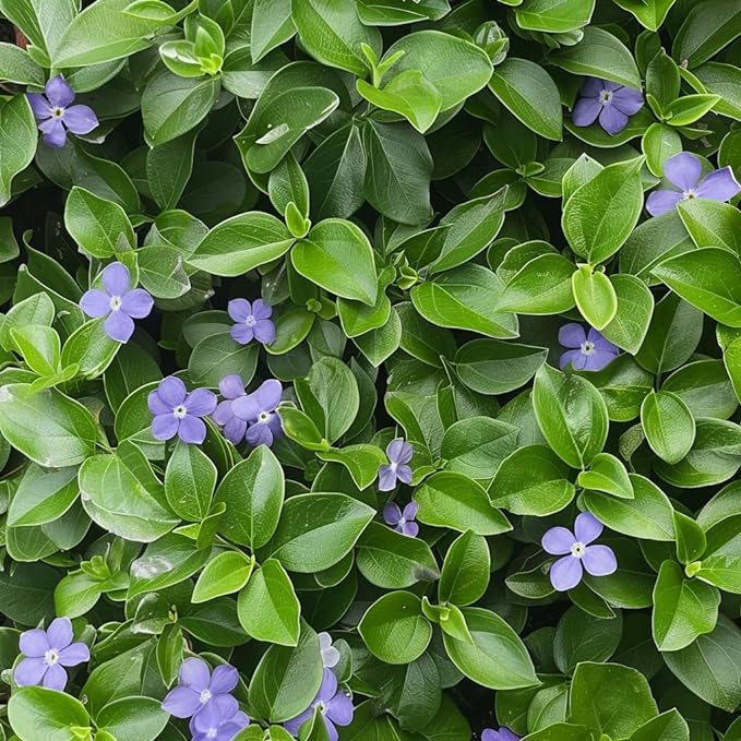 Vinca Minor Graines de fleurs, couvre-sol à feuilles persistantes pour votre jardin – Graines de plantation fraîches
