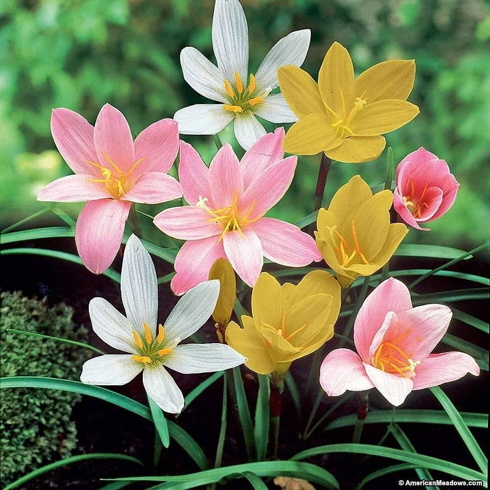 Mixed Rain Lily Flower Seeds, Planting - 100 pcs - Flower seeds