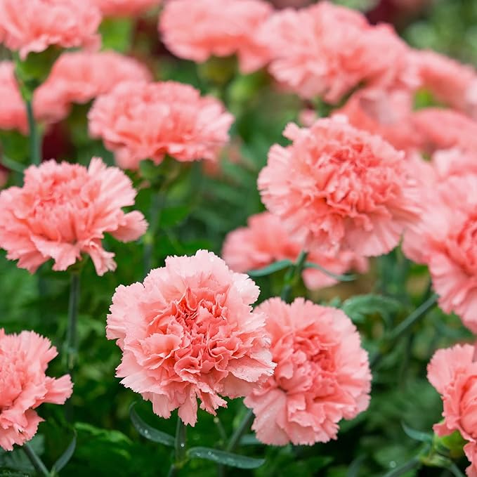 Nelkensamen, klassische Blüten für zeitlose Eleganz im Garten – Premium-Blumensamen zum Pflanzen und Gärtnern