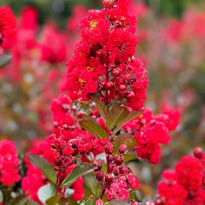 Red Crepe Myrtle Seeds - Lagerstroemia Indica Deciduous Flowering Tree or Shrub for Hedge & Screen - 35 Pcs