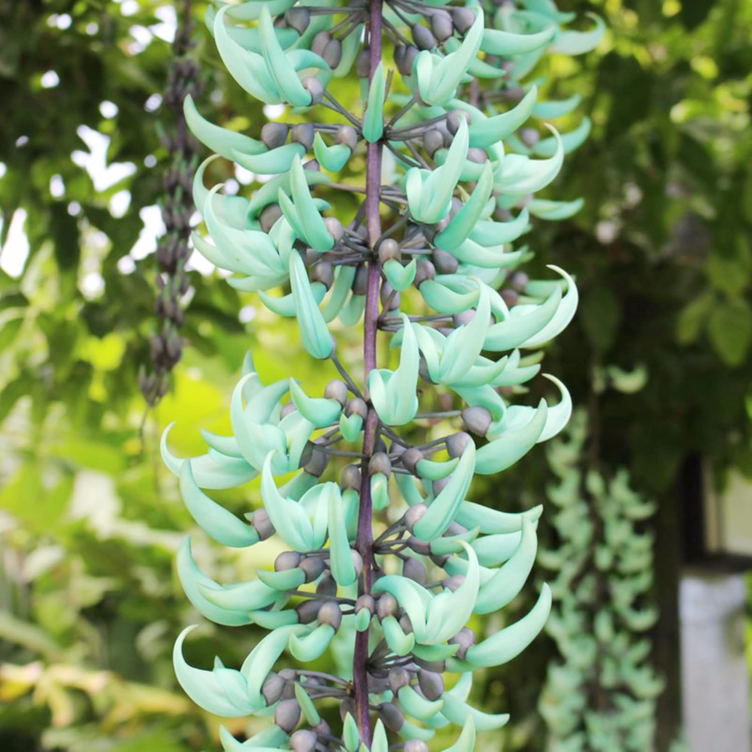 Jade Vine Seeds Strongylodon Macrobotrys – Perennial Woody Vine for Ornamental Patio