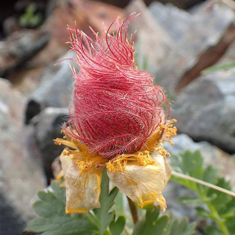 Prairie Smoke Plant Seeds for Planting - 100 pcs - Flower seeds