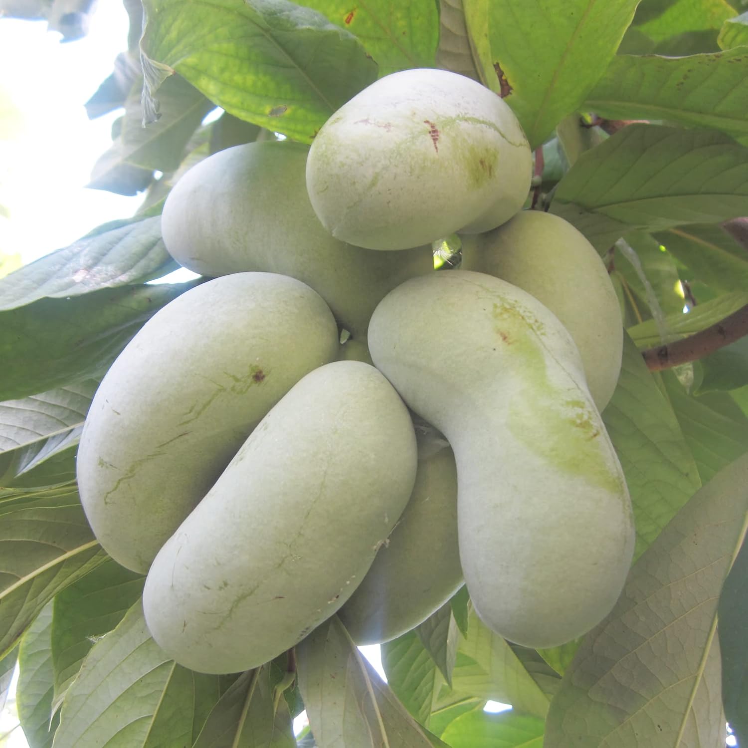 Asimina Triloba Papayasamen | Essbarer Obstbaum mit geringem Pflegeaufwand | Duftend, auffällig, verträgt feuchten Boden