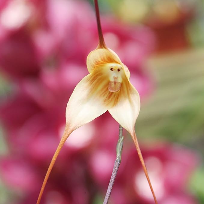 Monkey Face Orchid Seeds - Dracula Simia Perennial Non-GMO Fragrant Indoor Plant, 10 Pcs