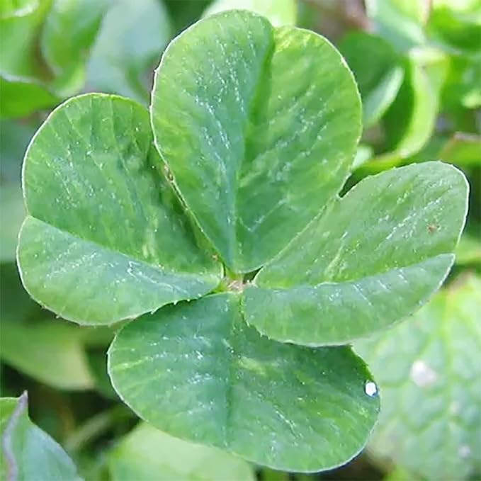 YEGAOL Garden Four Leaf Clover Seeds - Ornamental Ground Cover for Indoor & Outdoor, Potted Garden Grass - 25 Pcs