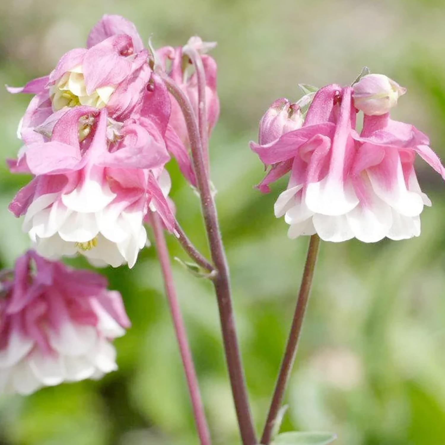 30 Stück Samen der Akelei „Pink Petticoat“ | Mehrjährige winterharte Blume | Resistent gegen Rehe und Kaninchen | Geringer Pflegeaufwand und gentechnikfrei | Perfekt für Topfpflanzen, Rabatten und Gärten im Freien