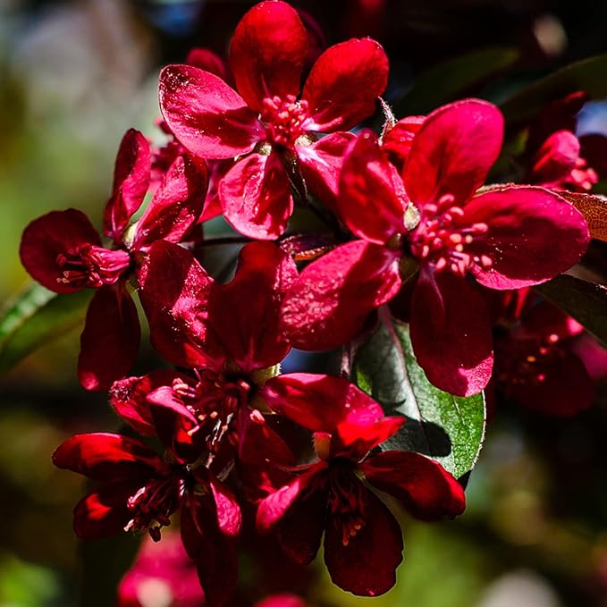 25 rote Fliedersamen | Winterharter, mehrjähriger Blütenbaum | Duftende Blüten für Gartensträucher | Ideal zum Anpflanzen im Freien | Langlebig und pflegeleicht