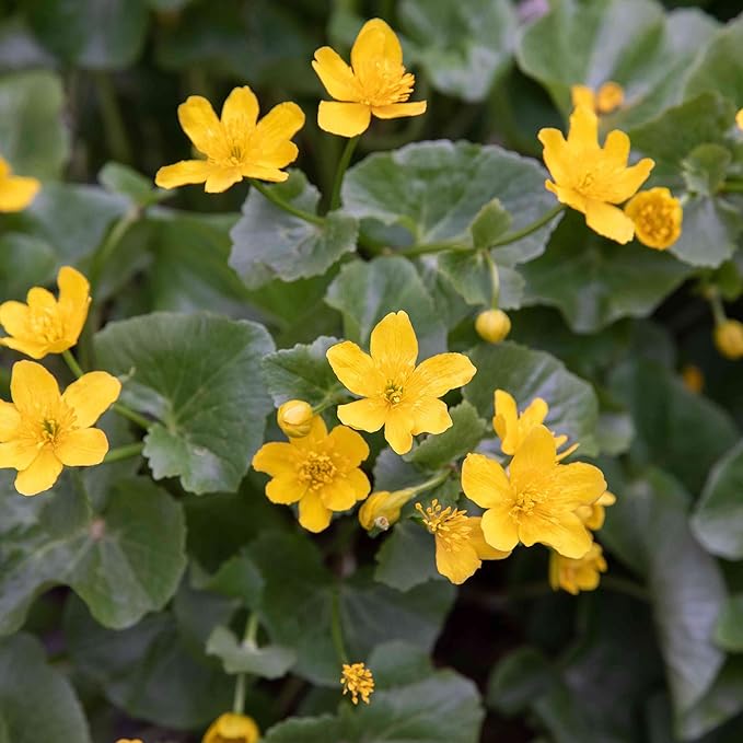 Swamp Marigold Seeds (Caltha Palustris) Perennial Flowering Plant for Ponds & Streams, Attract Pollinators - 200 Pieces