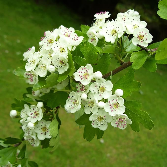 Englischer Weißdorn Samen - Gewöhnlicher Weißdorn Laubbaum oder Strauch, Zierpflanze und essbare Früchte für den Garten