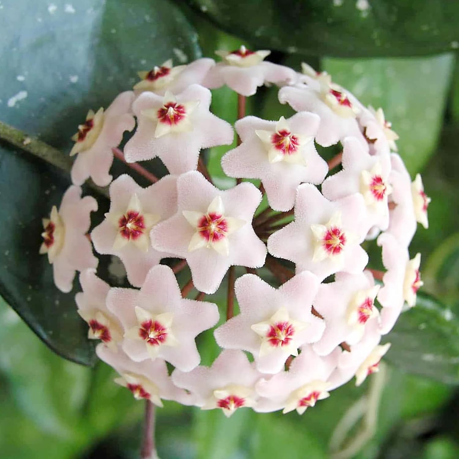 Hoya Carnosa Seeds | Wax Plant Seeds| Fragrant Perennial | Indoor Containers & Trellis