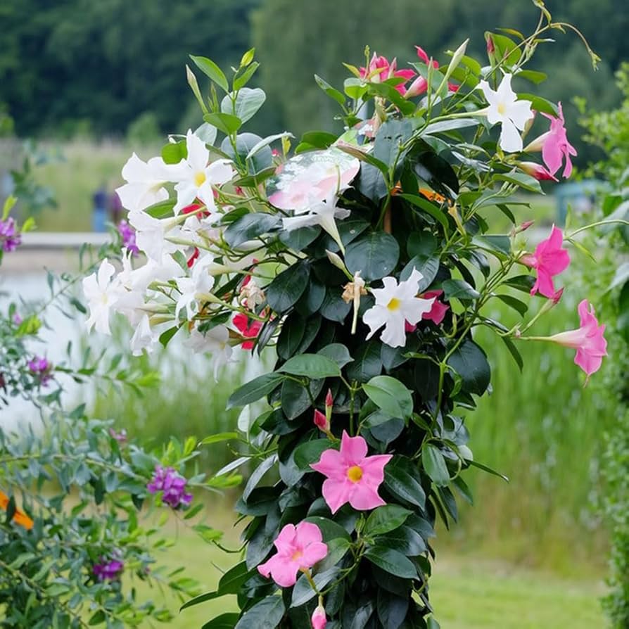 "Mandevilla Sanderi Flower Seeds for Planting | 100 pcs" - Flower seeds