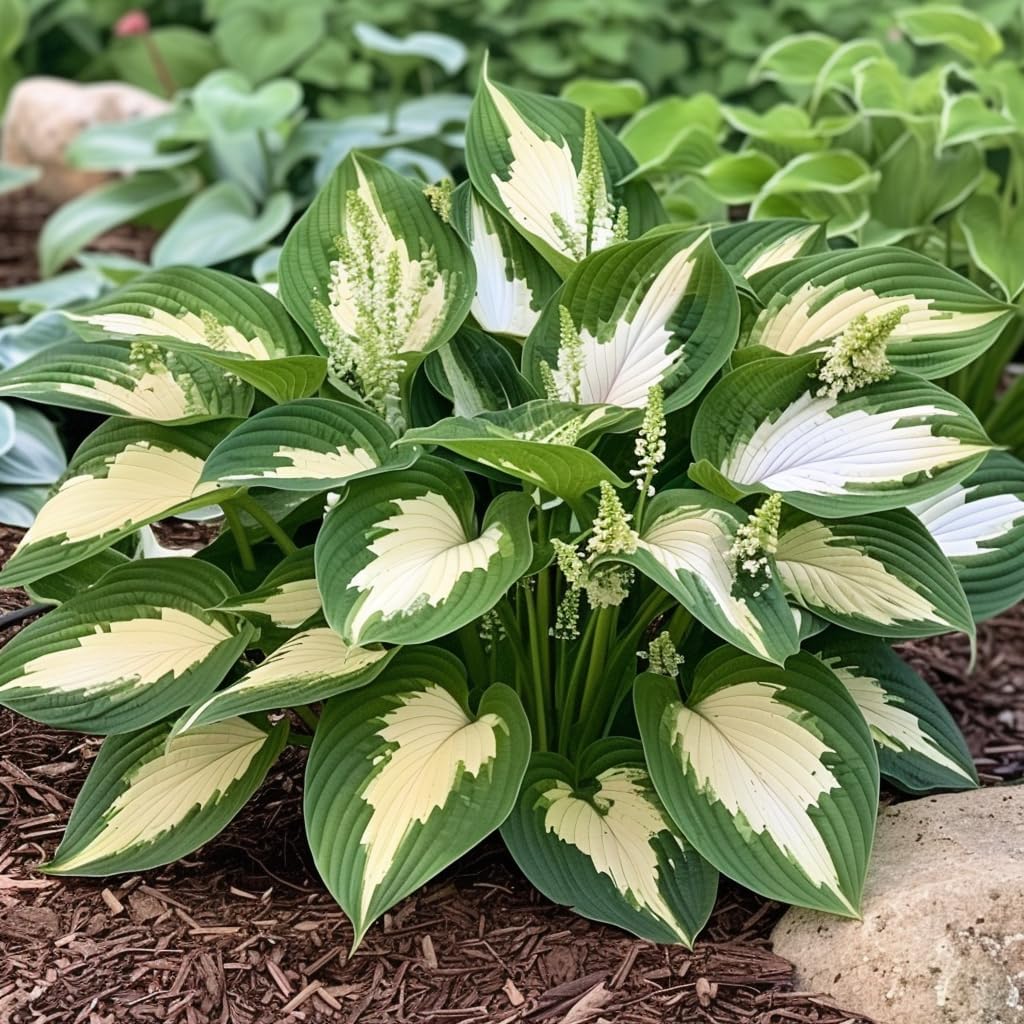 Mixed Hosta & Lily Perennial Flower Seeds – White Lace & Colorful Varieties for DIY Home Garden Ground Cover Planting