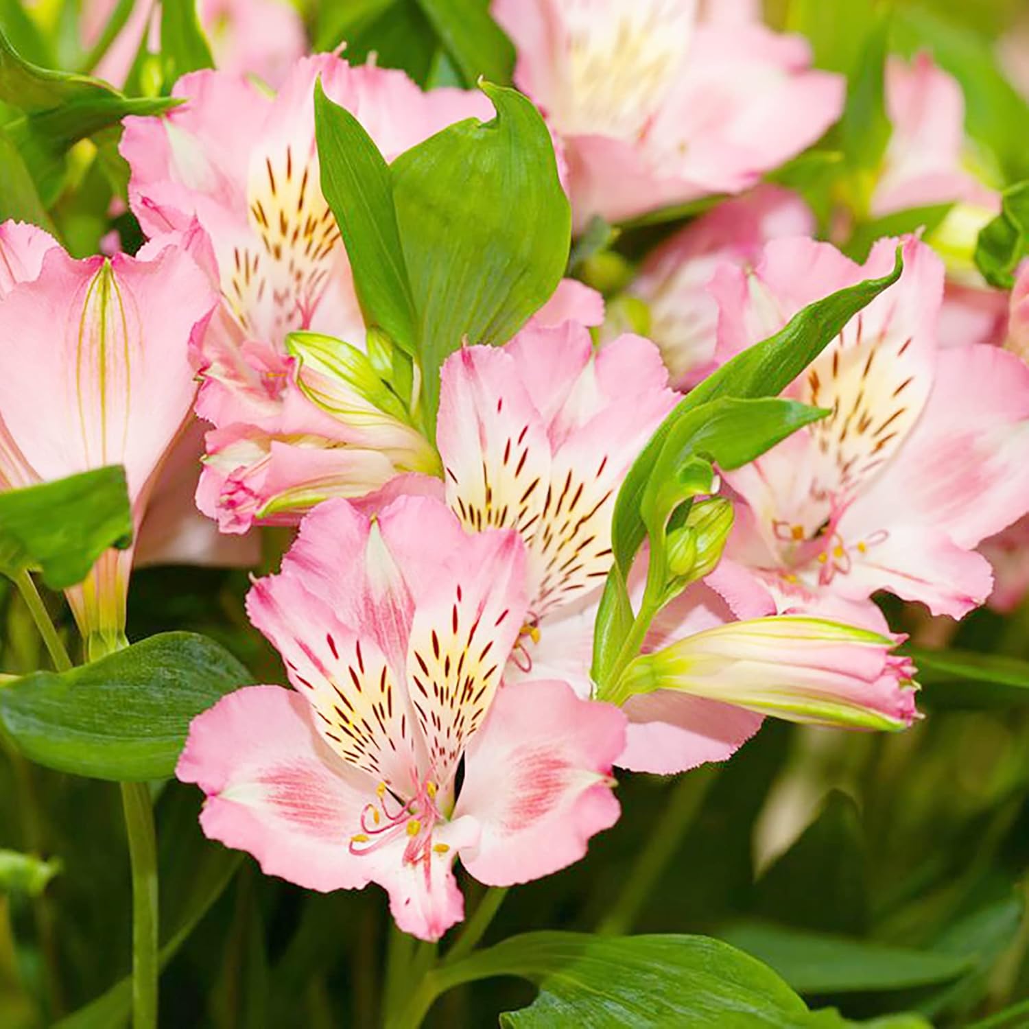 Pink Alstroemeria Seeds for Planting - Peruvian Lily Perennial, Perfect for Cut Flowers & Garden Borders