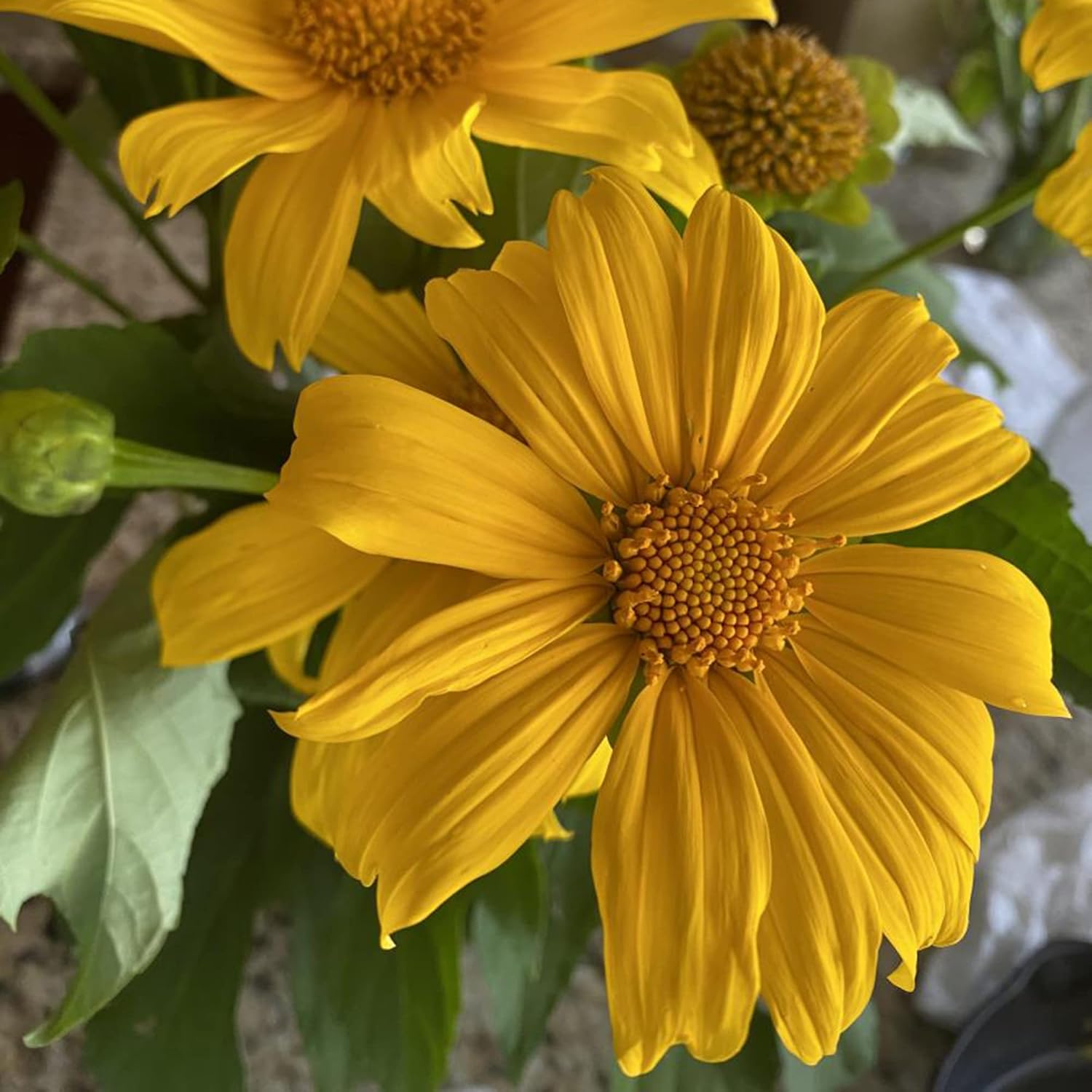 Yellow Mexican Sunflower Seeds | Tithonia Diversifolia | Perennial Flower Seeds to Attract Bees & Butterflies | Ideal for Ornamental Gardens, Beds, Patios | 125 Pcs