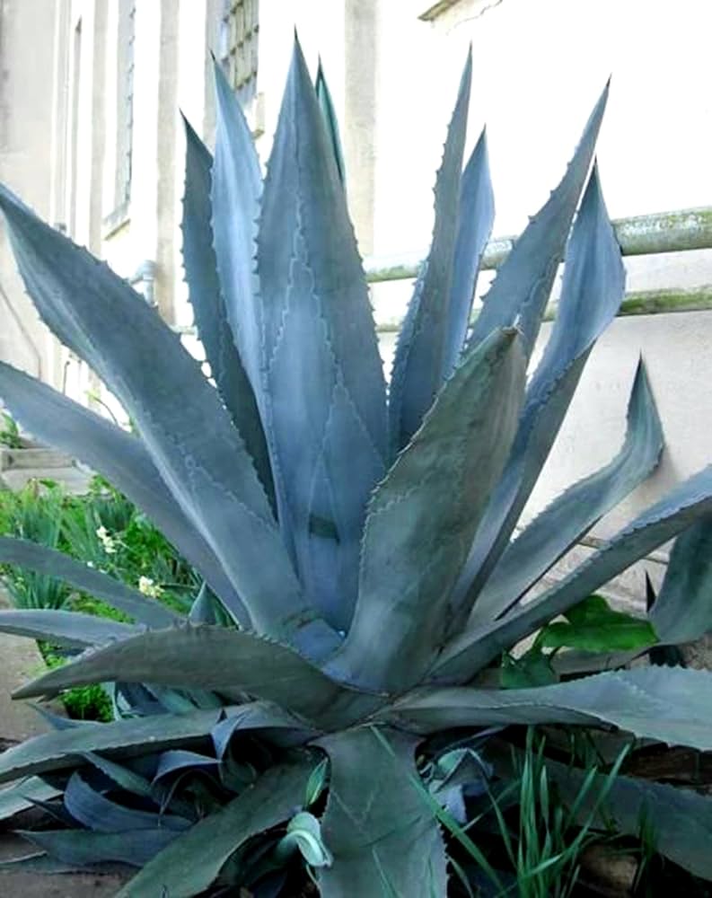 Agave Americana 'Toliman Blue' Seeds for Planting Cultivating Hardy Beauty with Expert Planting and Gardening