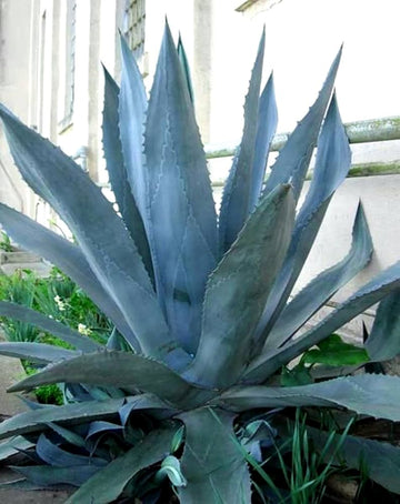 Agave Americana „Toliman Blue“ Samen zum Anpflanzen. Züchten Sie robuste Schönheit mit fachmännischer Pflanz- und Gartenarbeit.