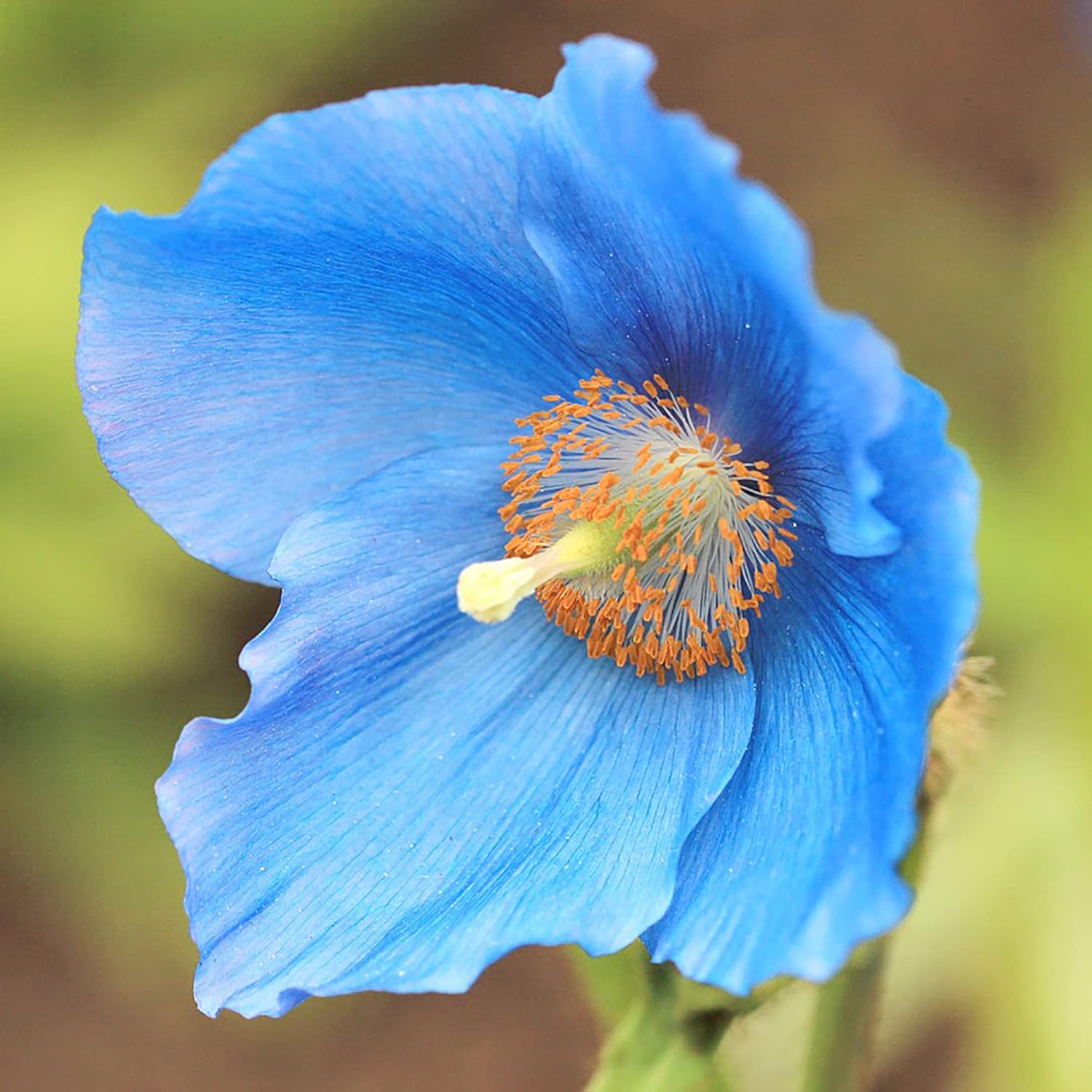 Himalaya-Blaumohnsamen – bezaubernde leuchtend blaue Blüten, kurzlebige Stauden für schattige Ränder und Waldgärten, 20 Stück Blumensamen