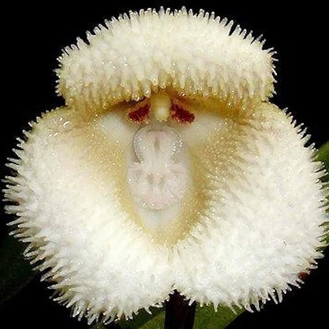 Monkey Face Orchid Seeds - Dracula Simia Perennial Non-GMO Fragrant Indoor Plant, 10 Pcs