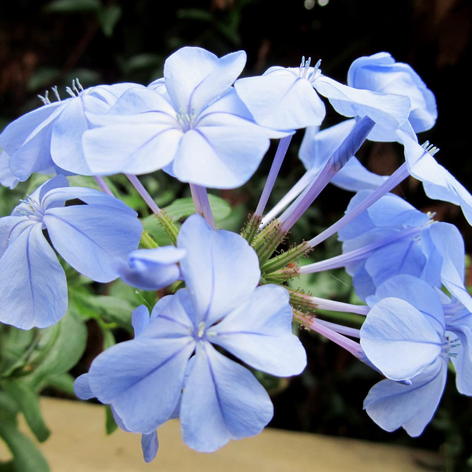 10 Stück Blauer Bleiwurz-Samen | Blühender Strauch | Leuchtend blaue Blüten | Zieht Bestäuber an | Trockenheitsresistent und pflegeleicht | Ideal für Gärten und Landschaften