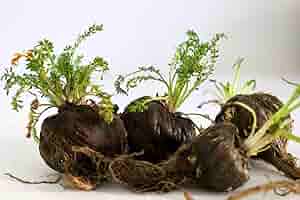 Black Maca Seeds, Ginseng Superfood, Easy to Grow – 40 Pieces