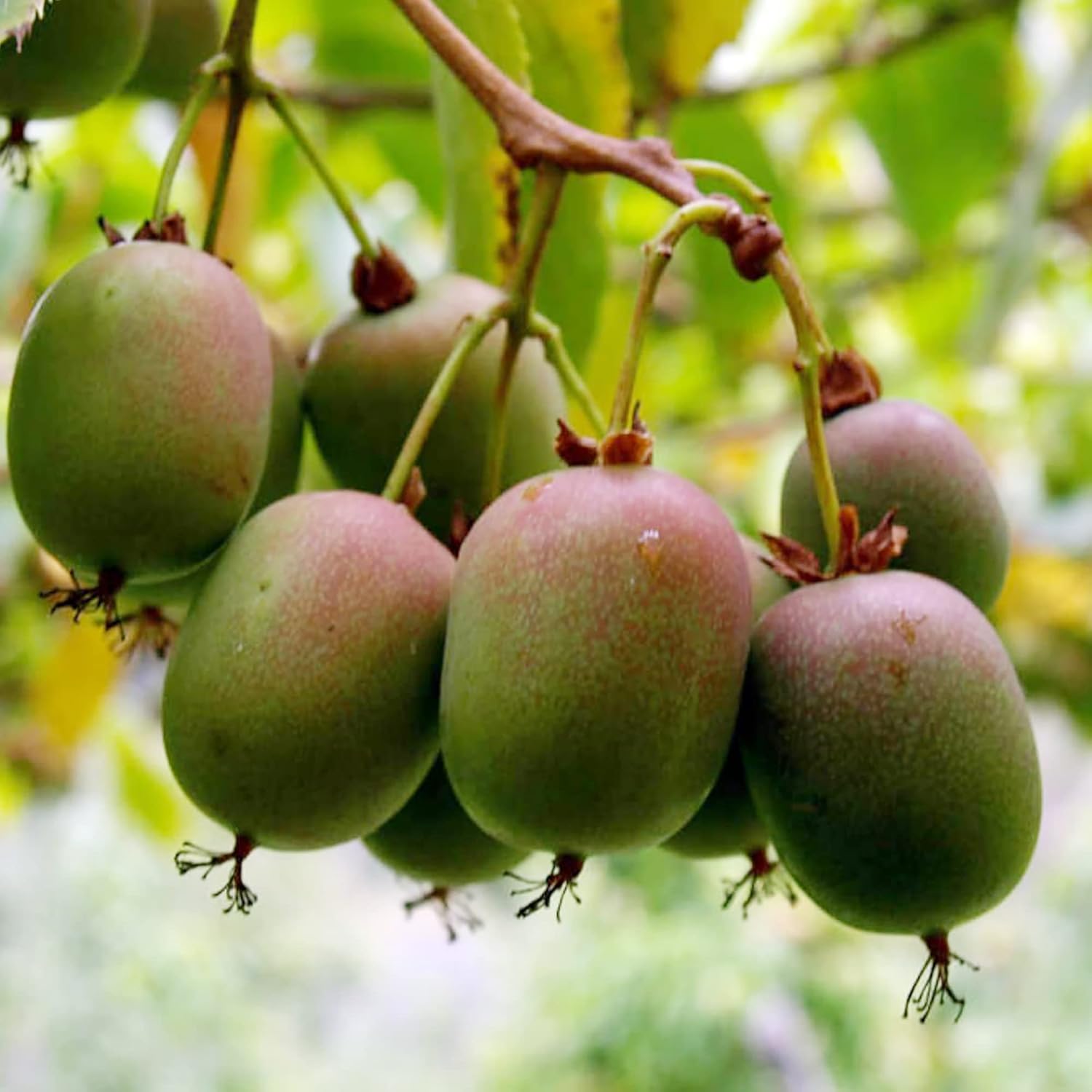 Graines de Kiwi Hardy - Actinidia Arguta Plante grimpante vivace pour treillis et clôtures, sans OGM, fruits et baies parfumés - 10 graines de fruits 