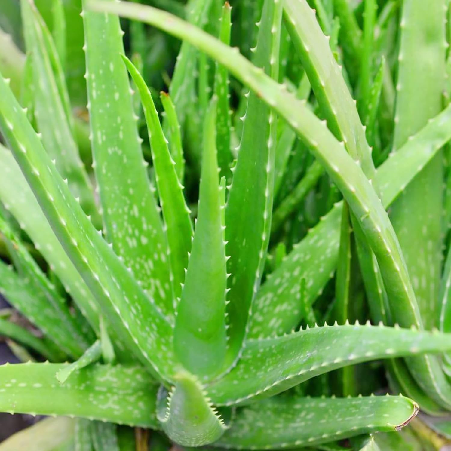 Aloe Vera Seeds - Perennial, Deer Resistant, Low Maintenance, Attracts Pollinators, Ground Covers & Decorative Containers - 100Pcs