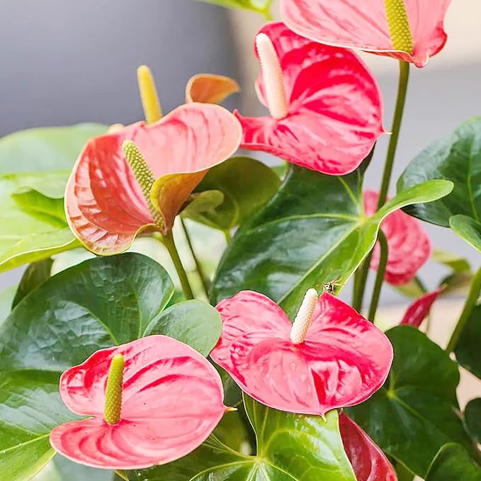 Anthurium Flamingo Flower Seeds - Perennial, Evergreen, Low Maintenance, Showy Cut Flowers for Indoor & Outdoor Containers - 100