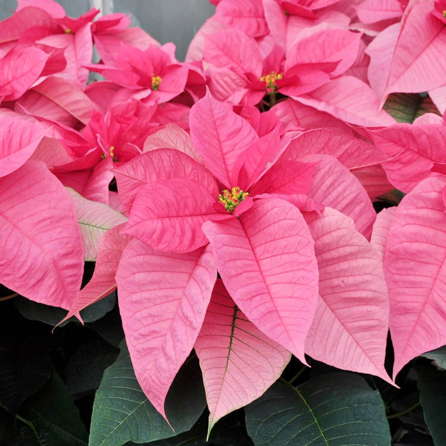 Poinsettia Christmas Star Perennial Shrub Seeds, Drought Tolerant for Landscape, Hedges, Patio & Indoor/Outdoor Containers - 100 Pcs