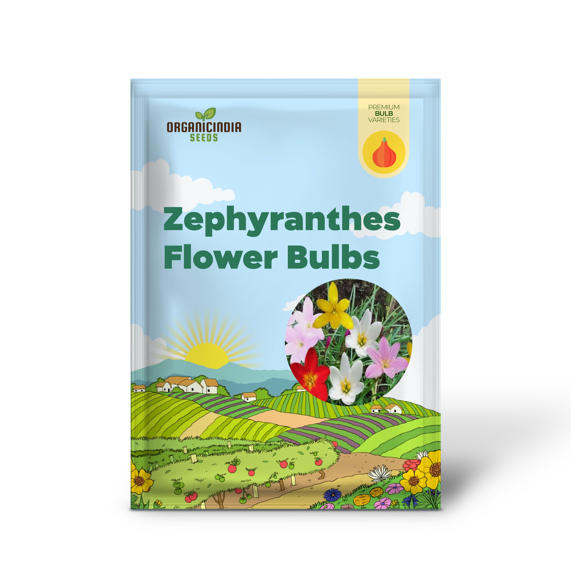 Zephyranthes Ampoule à fleurs pour extérieur, jardin d'été, bulbes de lys de pluie vivaces (3 ampoules pour la plantation)