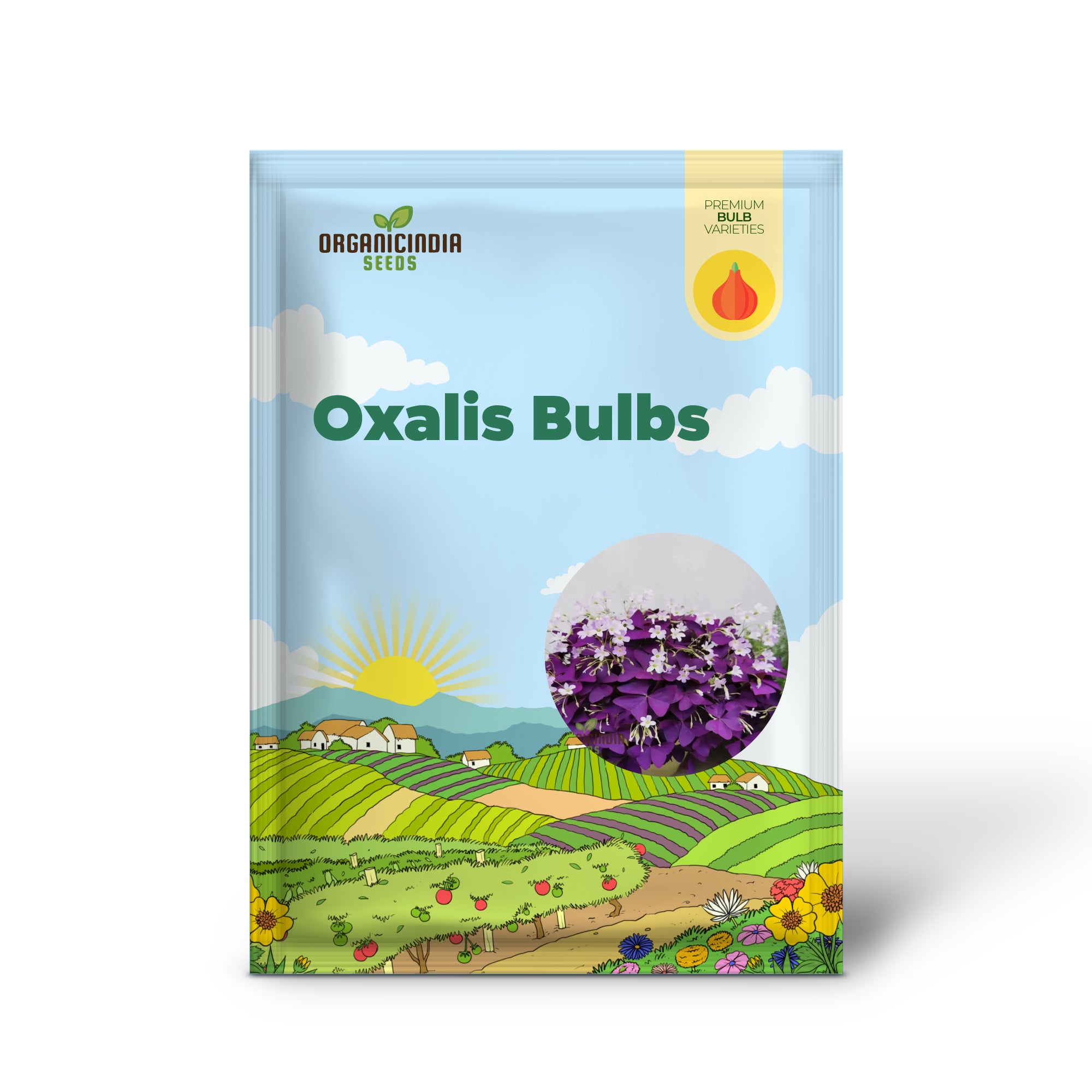 Bulbes d'Oxalis Bulbes de trèfle violet Bulbes de fleurs porte-bonheur pour la plantation Bulbes d'Oxalis triangulaires violets (3 ampoules pour la plantation)