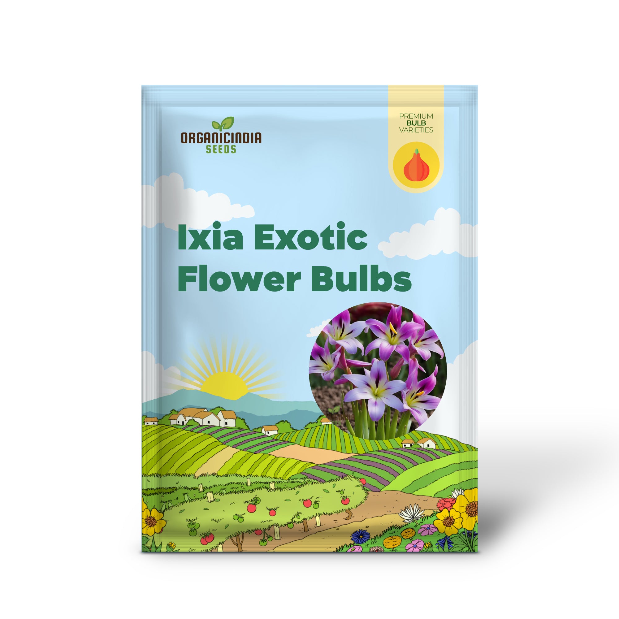 Bulbes de fleurs exotiques Ixia, parfaits pour les bordures ou les conteneurs (3 bulbes pour la plantation)