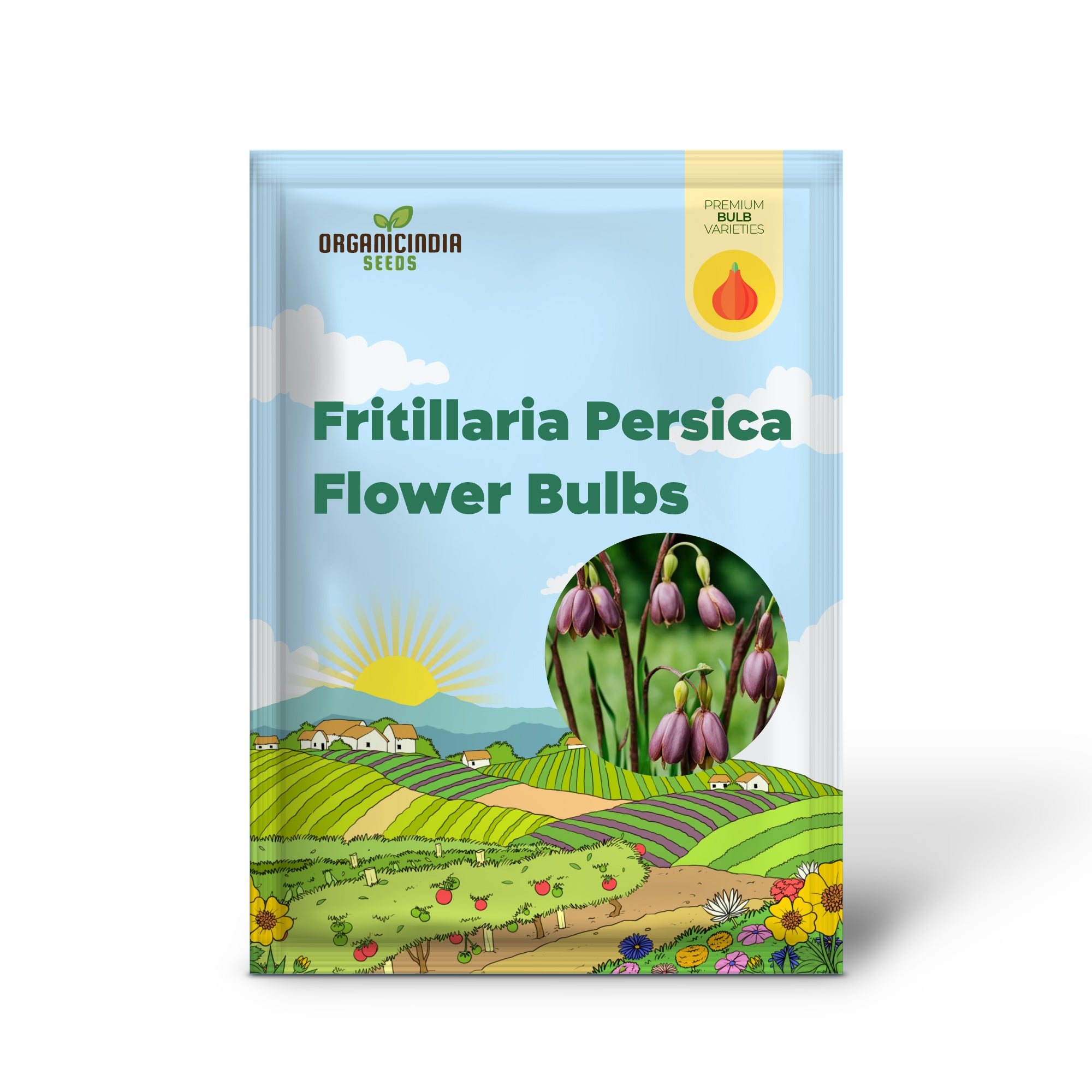 Fritillaria persica, Plum Bells Une des fleurs les plus magnifiques (3 bulbes à planter)