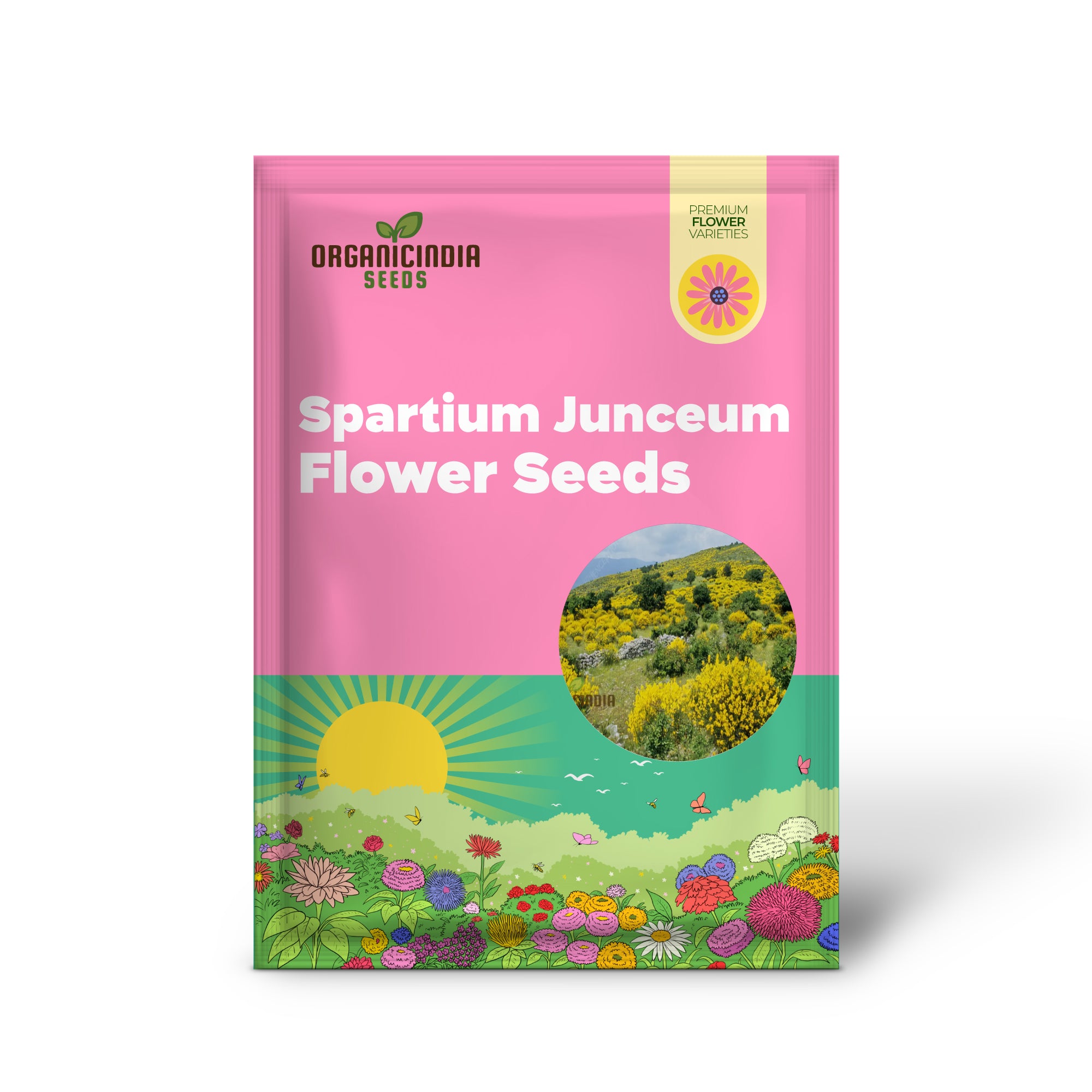 Spartium Junceum Plant Seeds for Gardening Enthusiasts: Premium Quality Seeds for Thriving Gardens