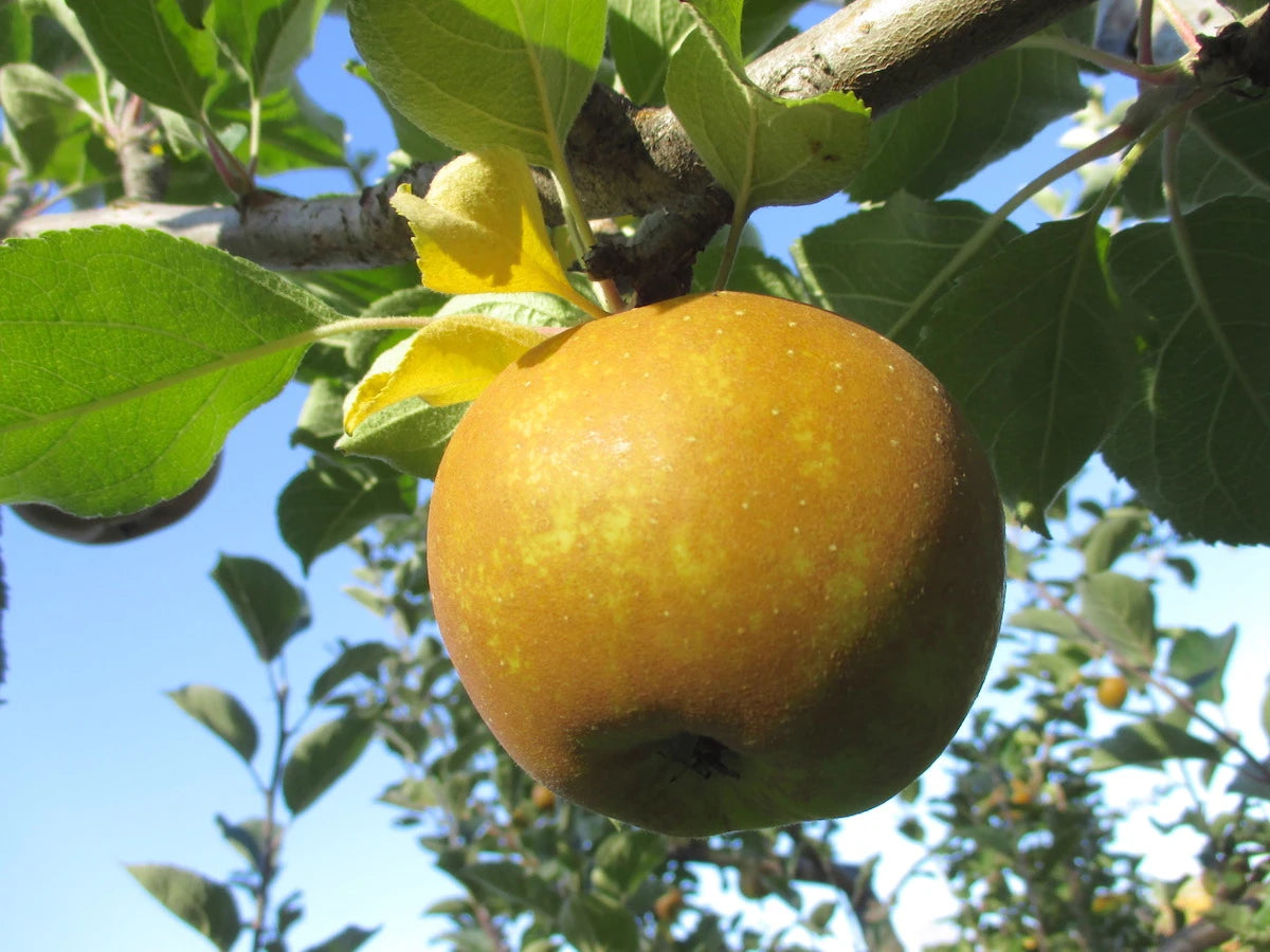 Roxbury Russet Apple Seeds for Planting – Golden-Brown Skin, Spicy & Sweet Heirloom Apples