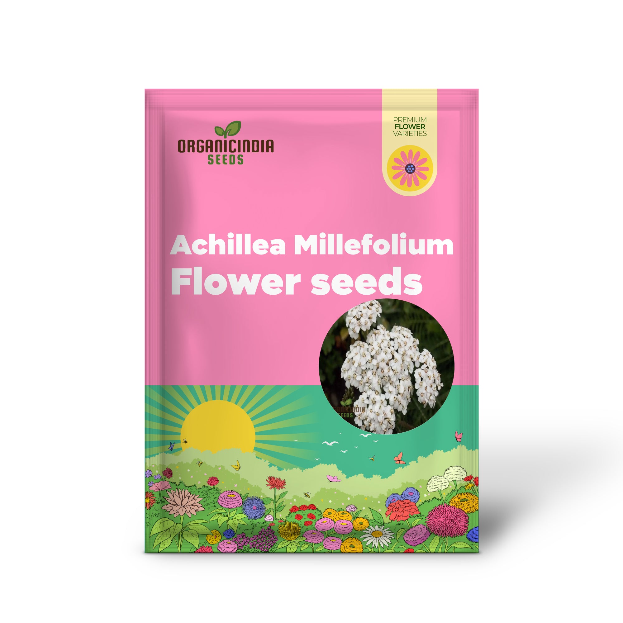 White Achillea Millefolium Flower seeds, Gardening with An In-Depth Guide to Planting and Growing Yarrow Seeds