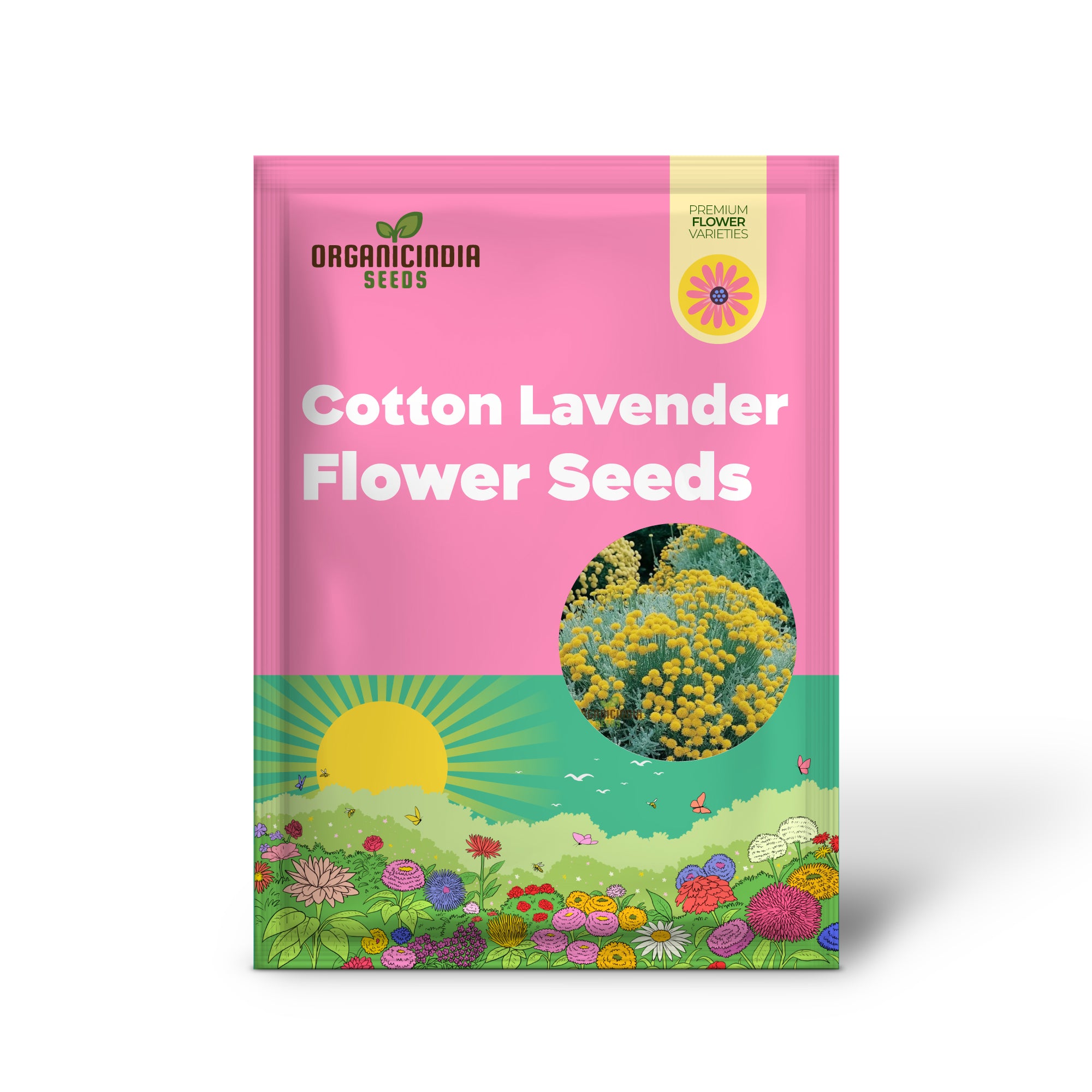 Exquisite Santolina Cotton Lavender Flowers for Gardening | Enhance Your Garden with Fragrant, Hardy Blooms | Perfect for Borders, Edging, and Aromatic Landscapes