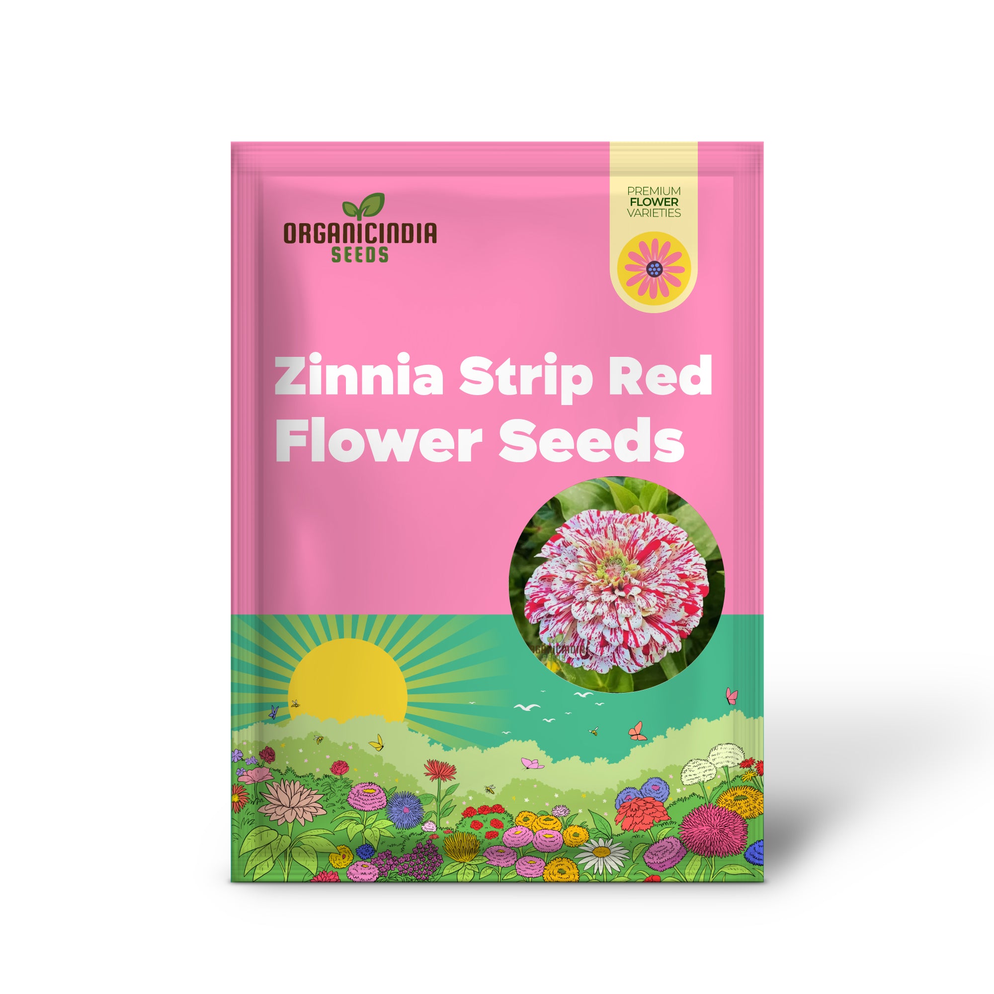 Zinnia Imported Strip red Flower Seeds, Vibrant Colors, Long Blooming Season, for Garden