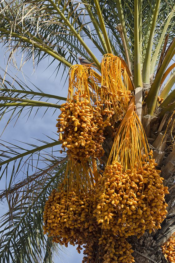 Medjool-Dattelpalme – 1 lebende Pflanze, die süße und nahrhafte Datteln produziert