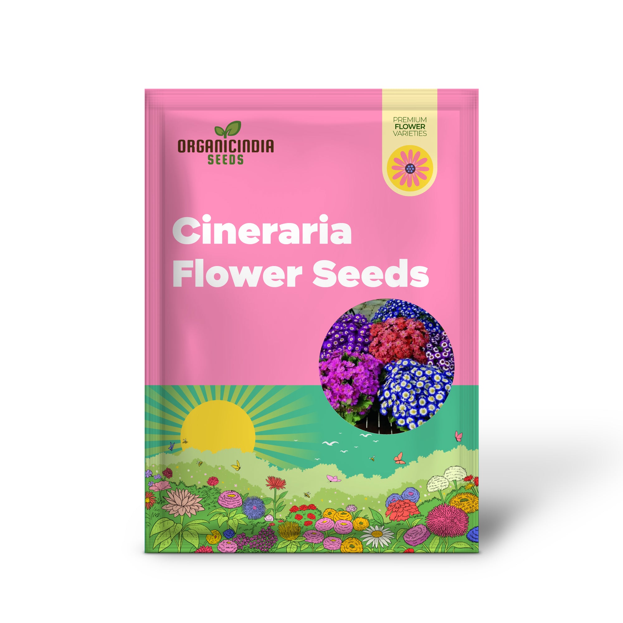 Cineraria Mixed (Hybrid) Flower Seeds, A Comprehensive Guide to Planting, Gardening, and Cultivating Vibrant Blooms in Your Garden