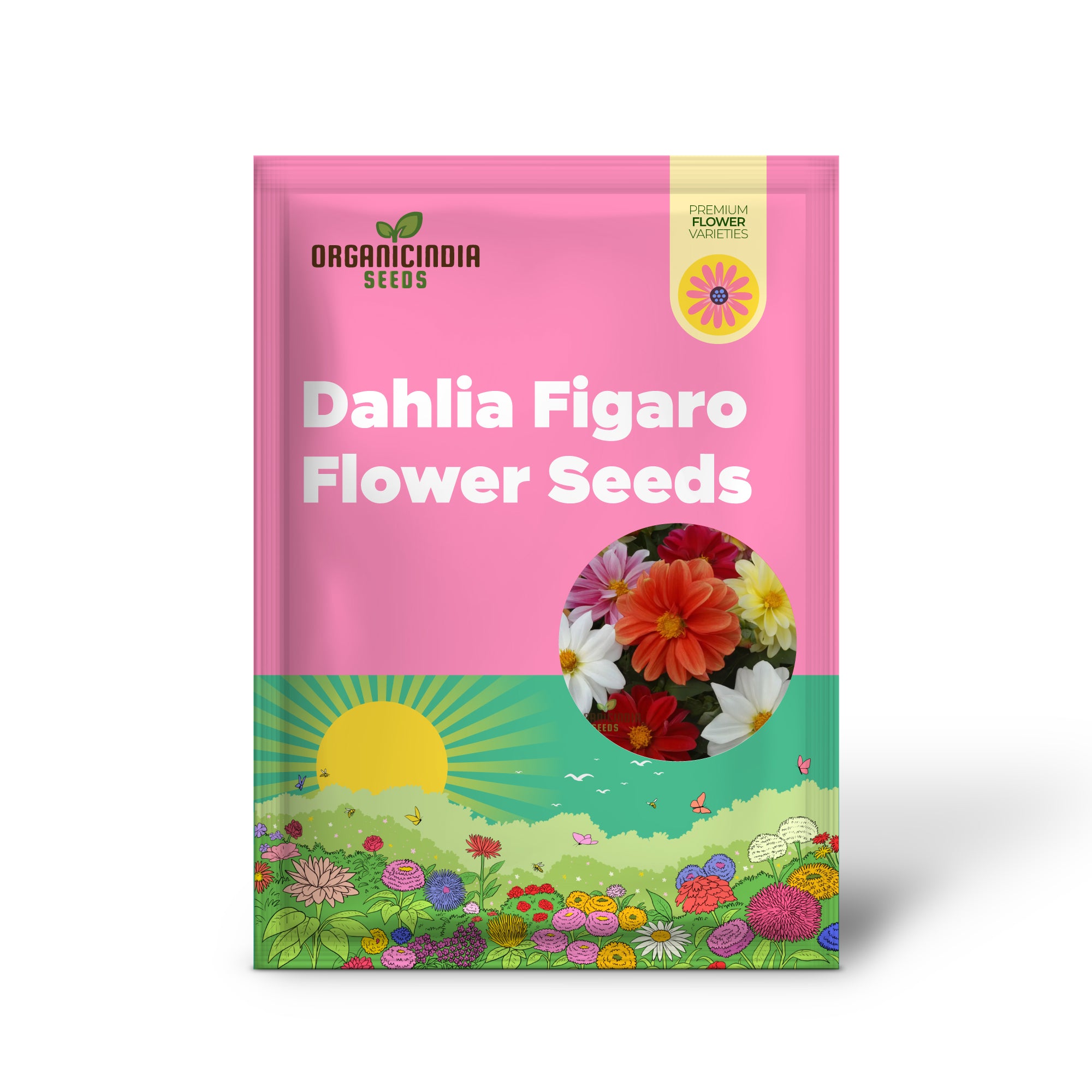 Graines de fleurs mélangées de Dahlia Figaro, fleurs éclatantes, faciles à cultiver, idéales pour les jardins colorés