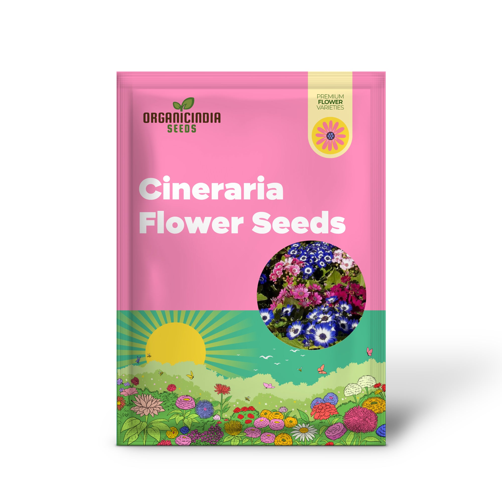 Cineraria Mixed Color Flower Seeds - Vibrant Blooms for Stunning Garden Displays