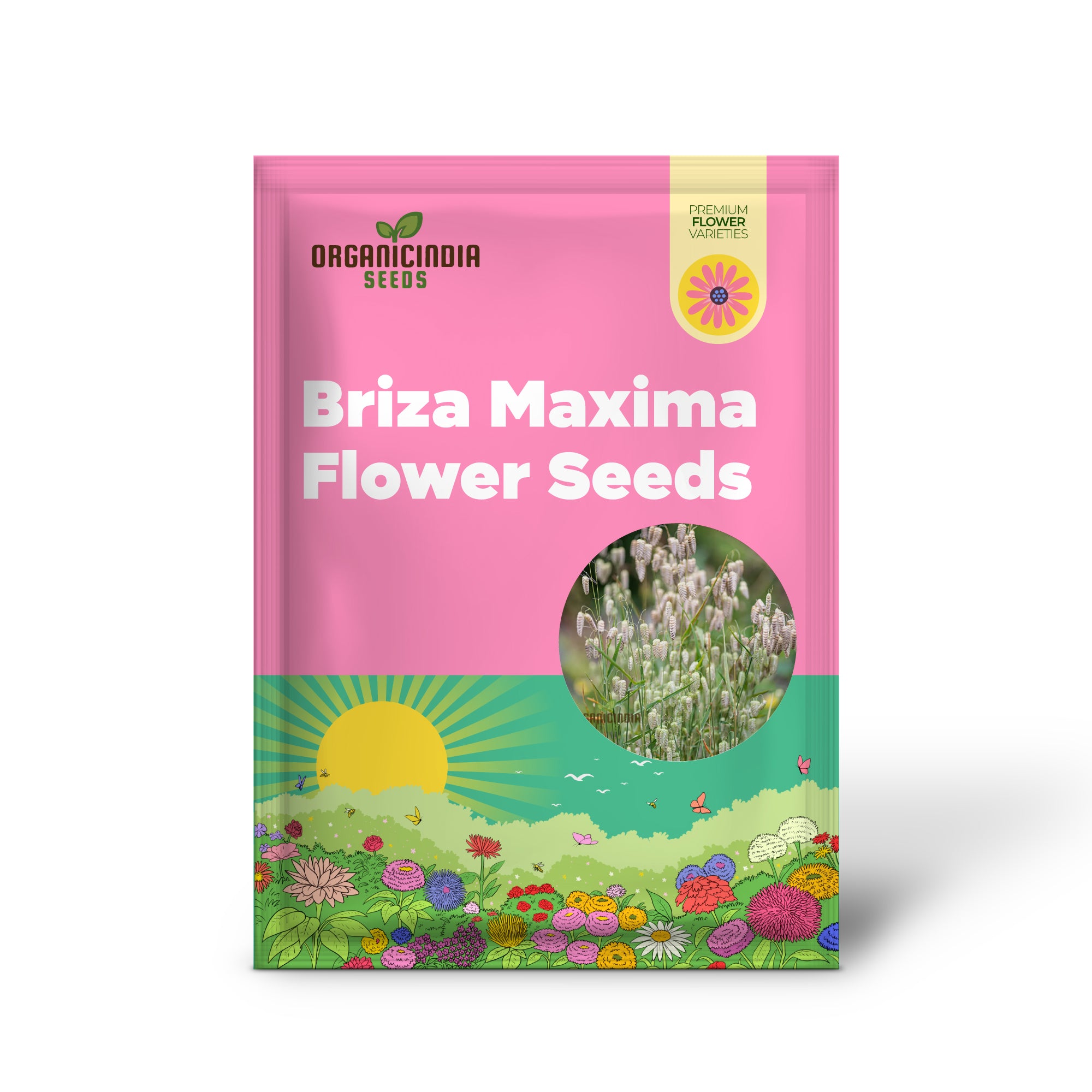 Briza Maxima (Quaking Grass) Flower Seeds For Planting Enchanting Ornamental Grass for Your Garden Oasis - Shop Now!