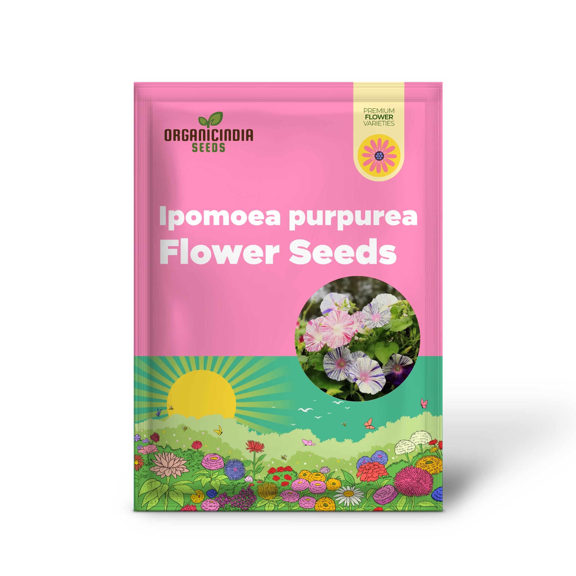 Ipomoea purpurea 'Carnevale di Venezia' Flower Seeds For Planting , The Ultimate Choice for Vibrant and Unique Flowering Vines