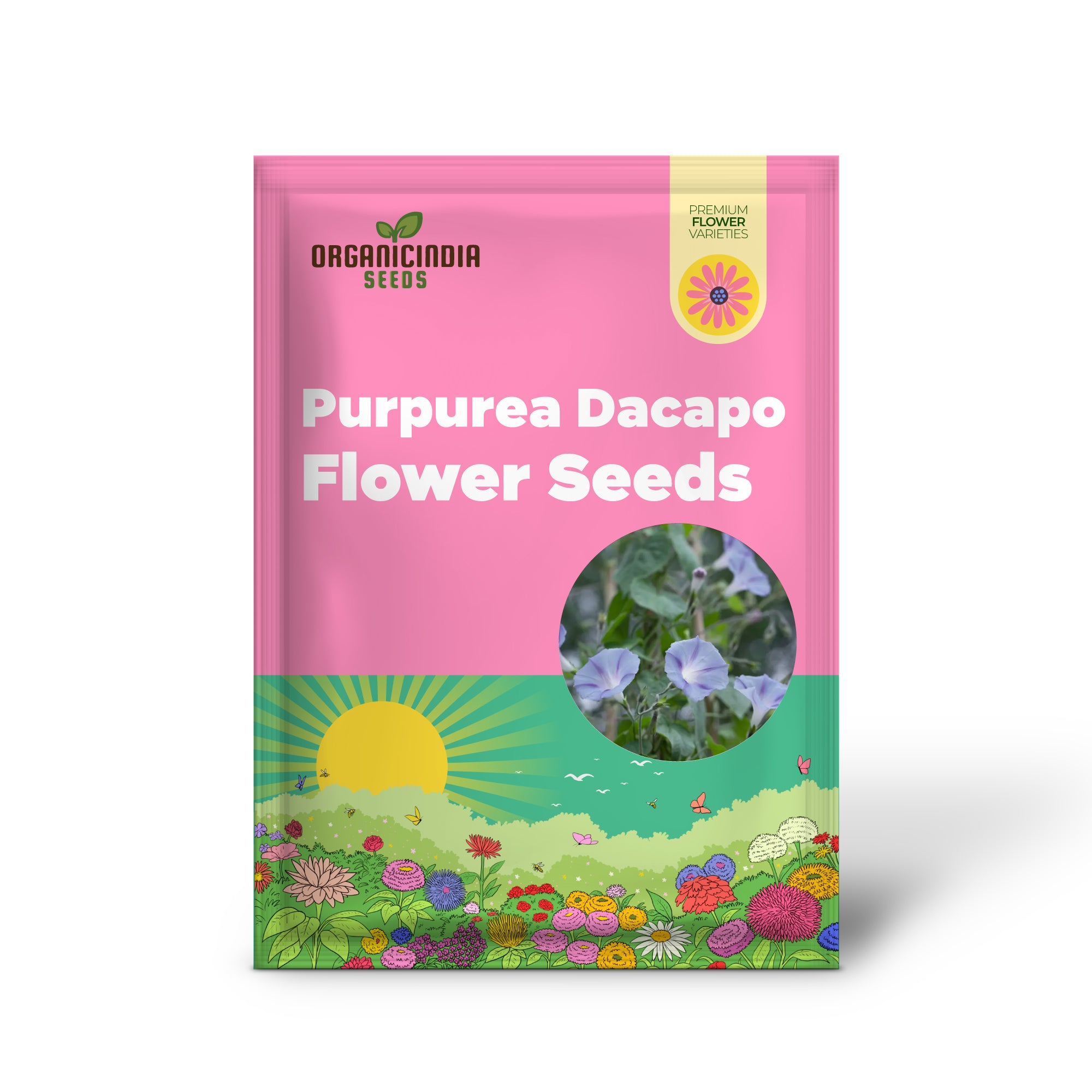 purpurea Dacapo Light Blue - Parfait pour les jardiniers à la recherche de fleurs vibrantes et durables