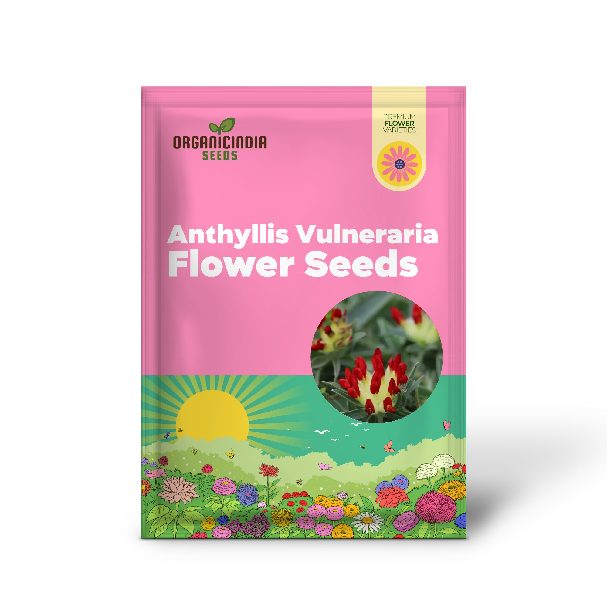 Anthyllis Vulneraria Coccinea Flower Seeds for planting: Vibrant Red Blooms for Your Garden