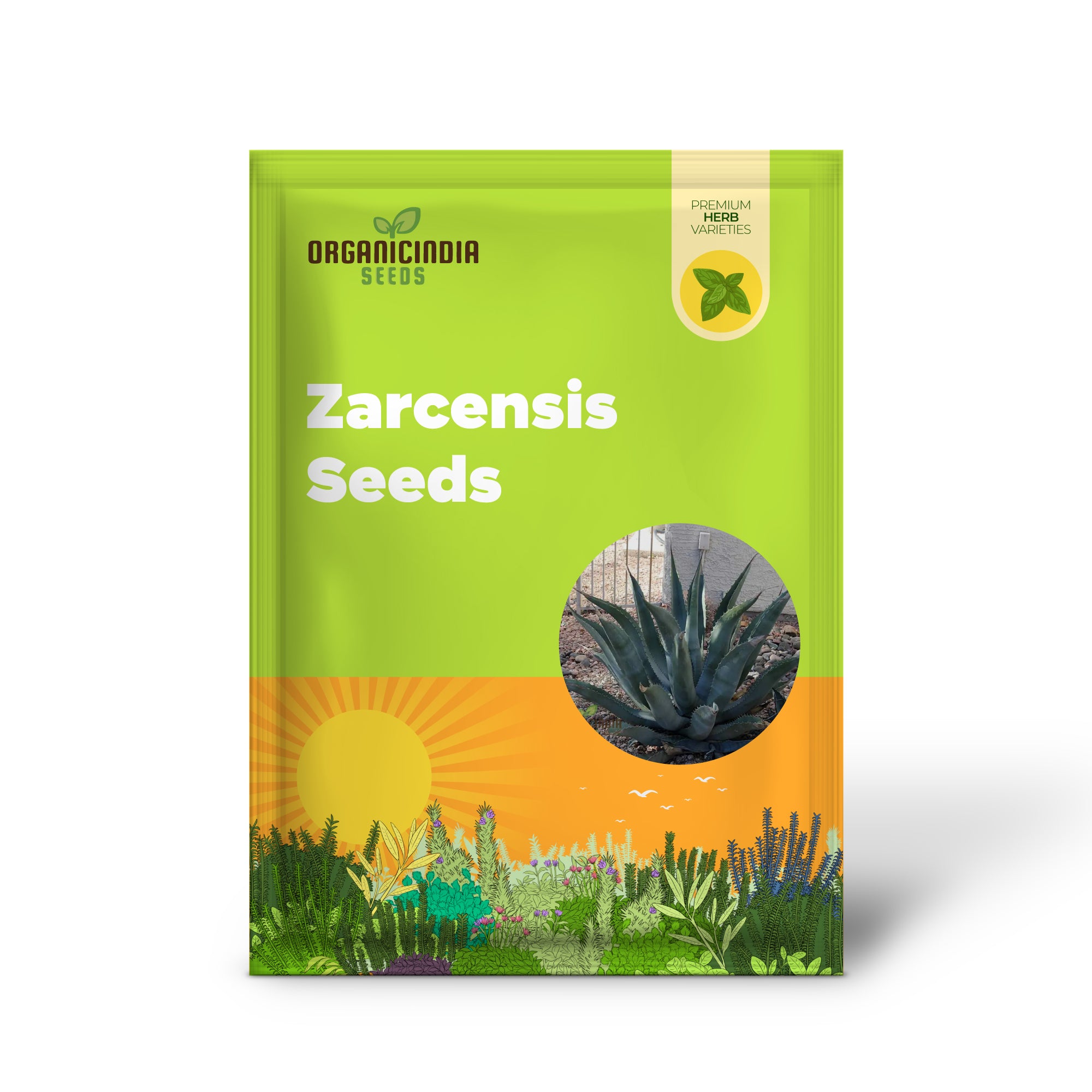 Agave asperima subsp zarcensis Seeds for Planting, Growing Robust Beauty with Expert Planting and Gardening