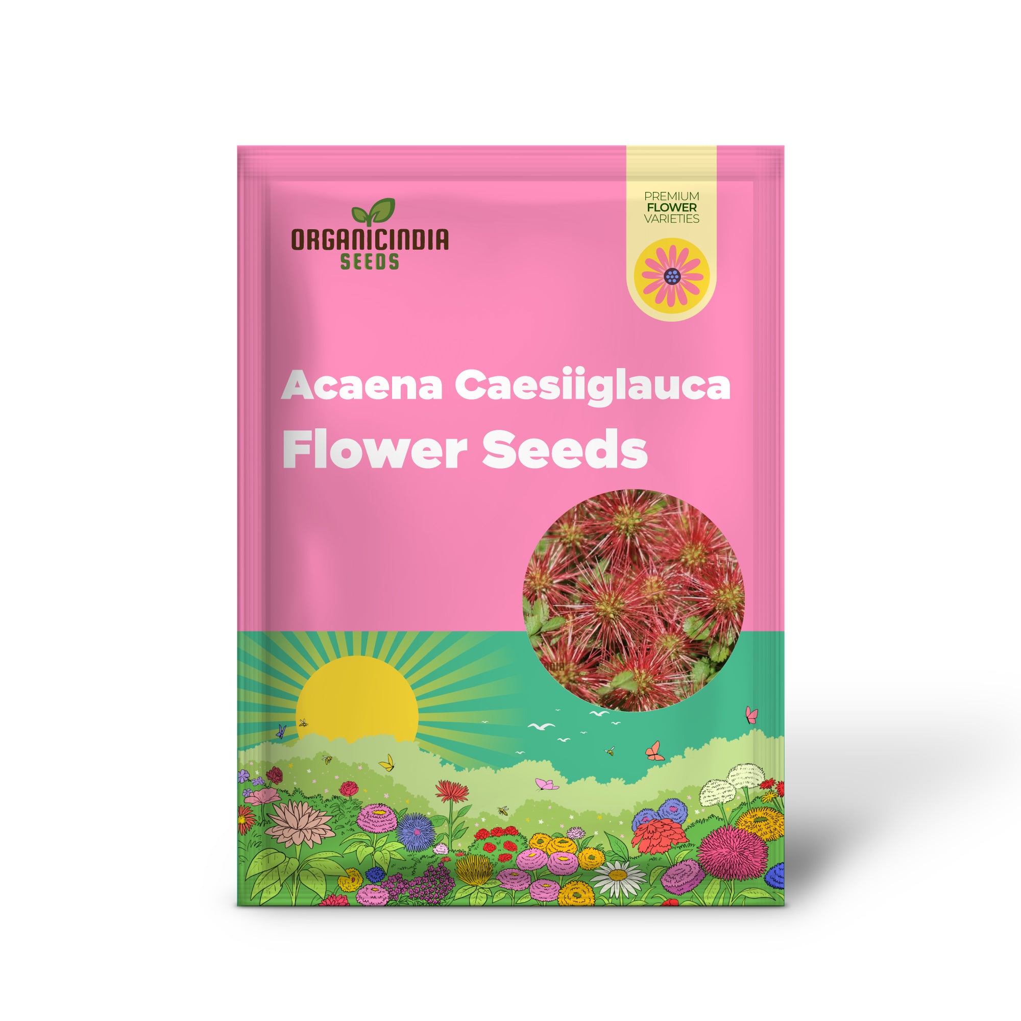 Graines de fleurs d'Acaena Caesiiglauca à planter : couvre-sol délicat pour votre jardin