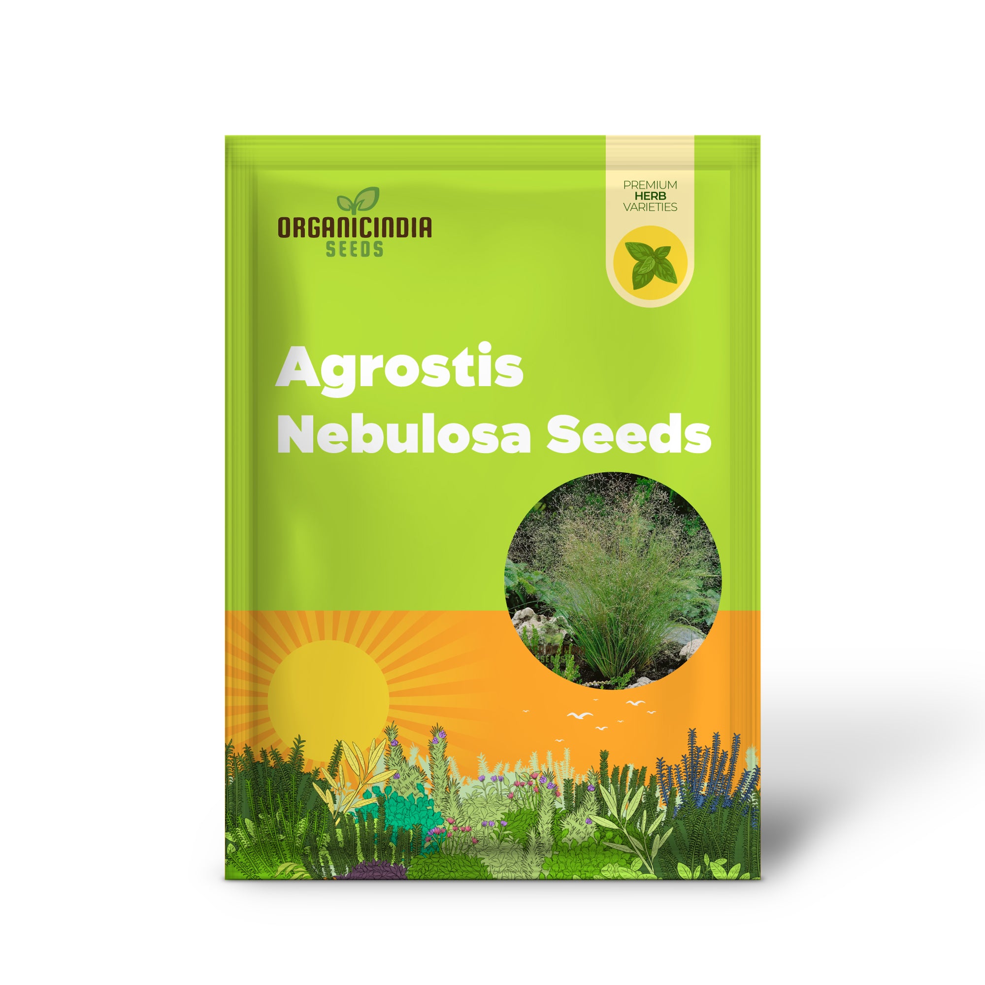 Graines d'Agrostis Nebulosa 'Fibre Optics', illuminez votre jardin