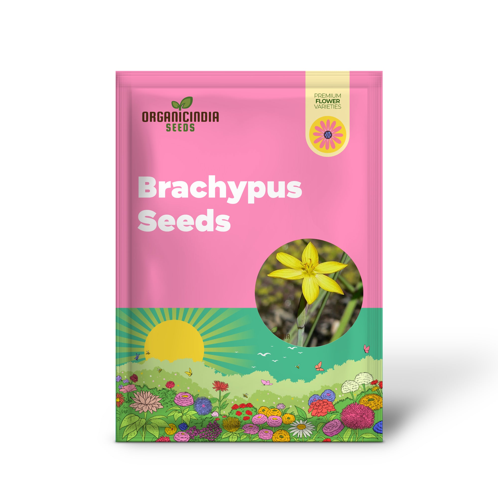 Sisyrinchium Brachypus Seeds - Hardy Perennial for Beautiful Gardens - Planting Instructions Included