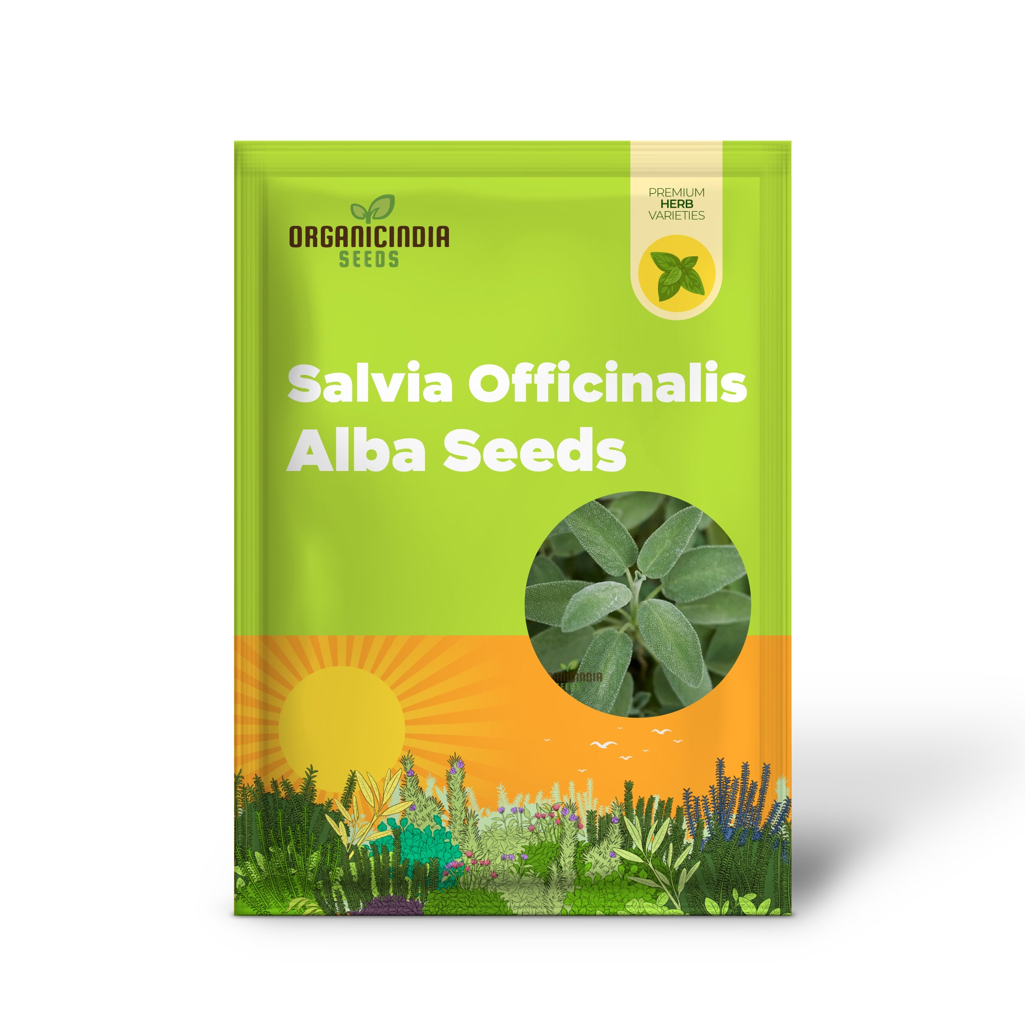 Salvia Officinalis Alba Seeds - Premium Garden Herbs for Culinary Delights and Natural Beauty | Organic Gardening Seeds